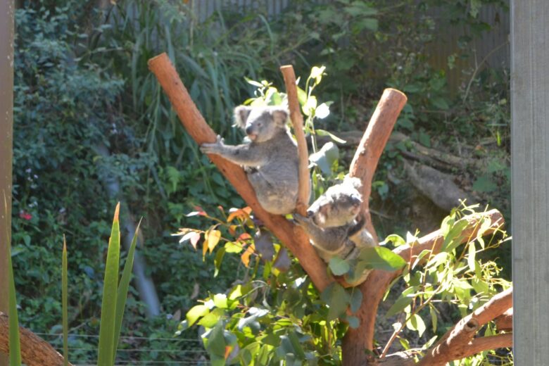 オーストラリア　コアラ