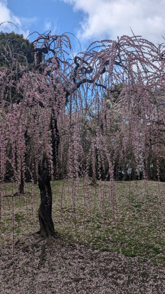 plum